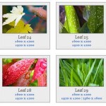leaves-and-flowers-wallpaer