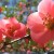 windows-7-Czech-Spring-them