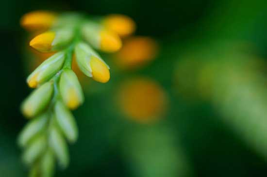 Crocosmia