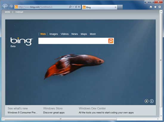 Bing-Homepage-with-betta-fish